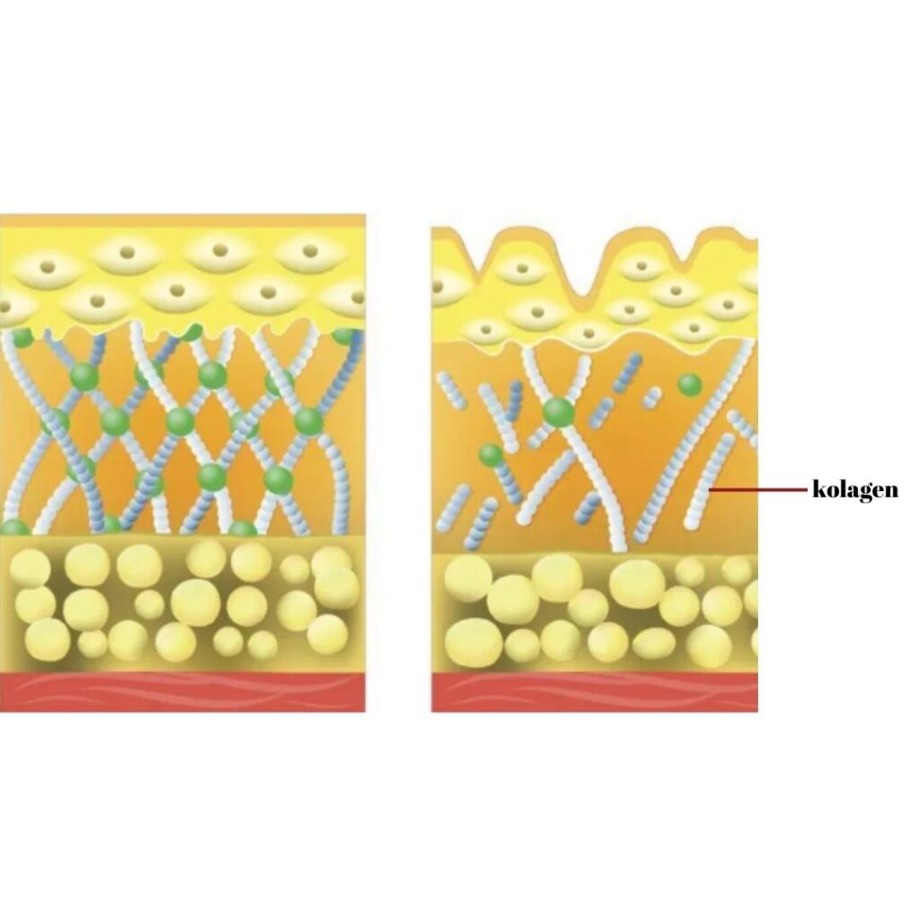 sestava kože in vloga kolagena